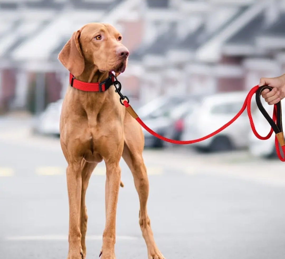 Wildflowrr - Comfort Dog Lead